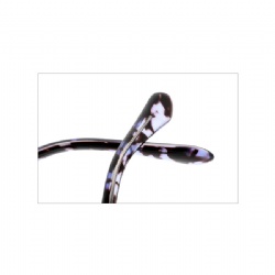 acetate optical frame